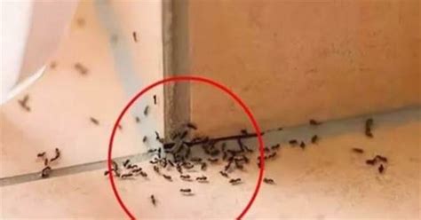 為什麼家裡突然出現很多螞蟻 少年酒杯盛山河